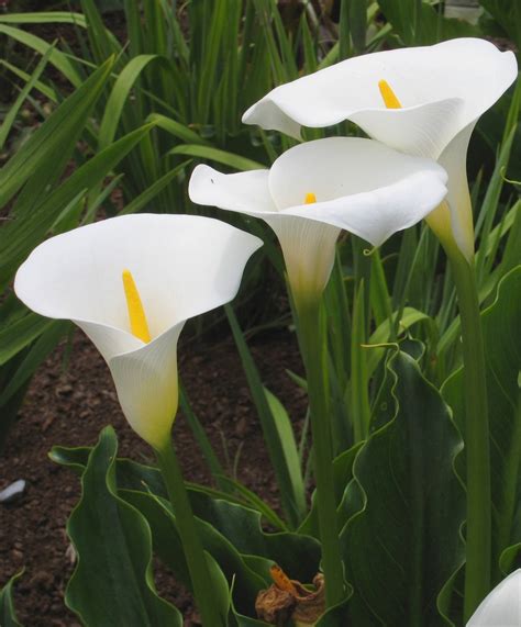 Zantedeschia Aethiopica Cultiver Et Entretenir Ooreka