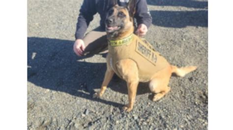 Lcso K9 Receives Donation Of Body Armor