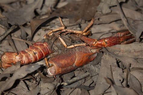 Crawfish Shell On The Ground Stock Image Image Of Empty Beauty