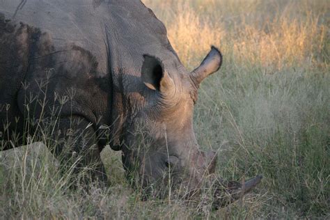 White Rhino - Species - True Wildlife Conservation