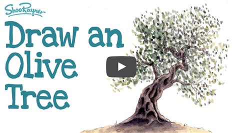 Olive Tree Drawing