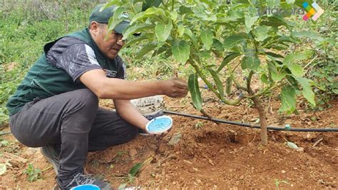 Hu Nuco Productores Adoptan Tecnolog As Para Conservar Calidad Del