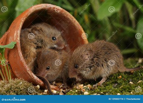 Harvest Mice in Natural Habitat Stock Photo - Image of habitat ...