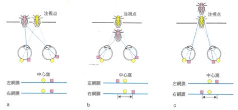 両眼立体視 脳科学辞典