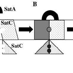 Hypothetical Model For Sialic Acid Transport In H Ducreyi Protein