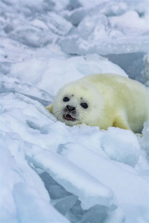 baby snow seal seal pups bearport publishing