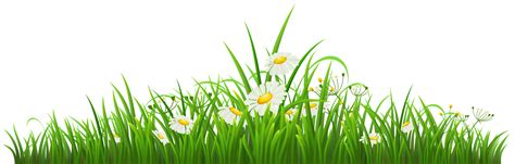 Transparent Grass with Chamomile PNG Clipart | Gallery Yopriceville ...