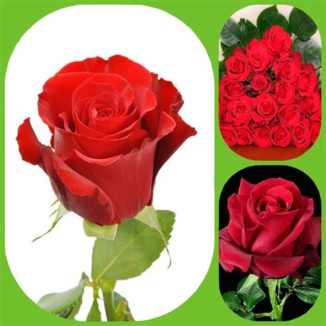 Sexy Red Roses Premium Big Head Roses Aisha Flowers