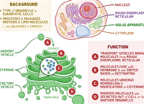 El aparato de Golgi un orgánulo clave en la célula Mentes Analíticas