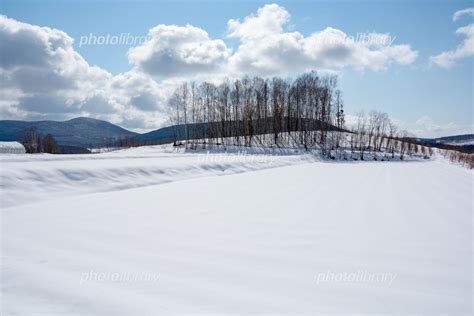 冬の晴れた日の雪原とシラカバ林 写真素材 6624394 フォトライブラリー Photolibrary