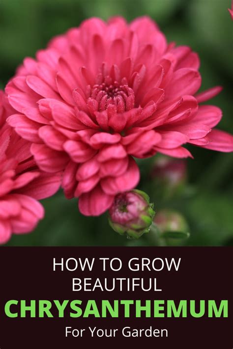 How To Grow Chrysanthemums Mums Plant Care Guide Chrysanthemum