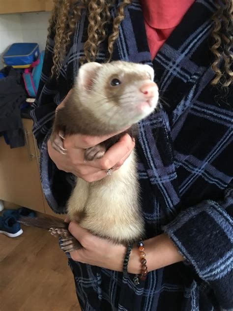 Ferret Male | in Poole, Dorset | Gumtree