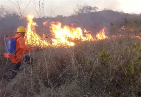 Incendios Forestales Acaban Con M S De Hect Reas En Yucat N El Maya