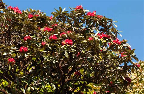 Rhododendron Arboreum Tree Rhododendron Green Fingers GFinger Is