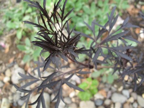 Photo #34 | Sambucus nigra Black Lace™ PP15575 | plant lust