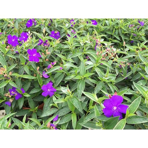 Buy Tibouchina Urvilleana Princess Flower Guan Lee Heng Landscaping