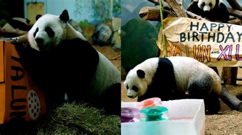 Last pandas in the US are returning to China