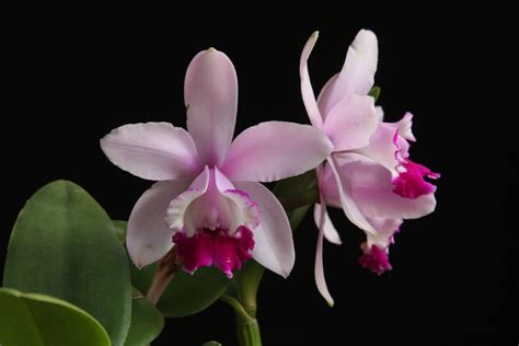 Cattleya Intermedia Var Orlata 1 Cattleya Intermedia Var Flickr