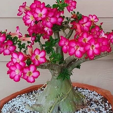 Adenium Obesum Graines De Rose Du D Sert