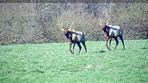 Deadline Approaches For Tennessee Elk Hunt Raffle Rocky Mountain Elk