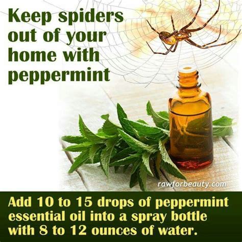 Spiders Do Not Like Peppermint Essential Oils Raw For Beauty Oils