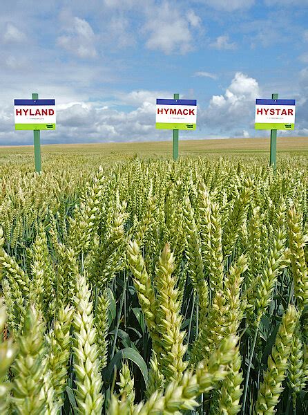 Hybrid Wheat Nordsaat