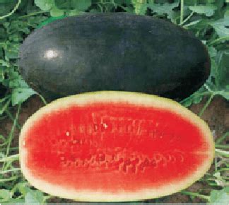 Syngenta Watermelon Sugar Queen Hybrid Seed Online In India Country Haat