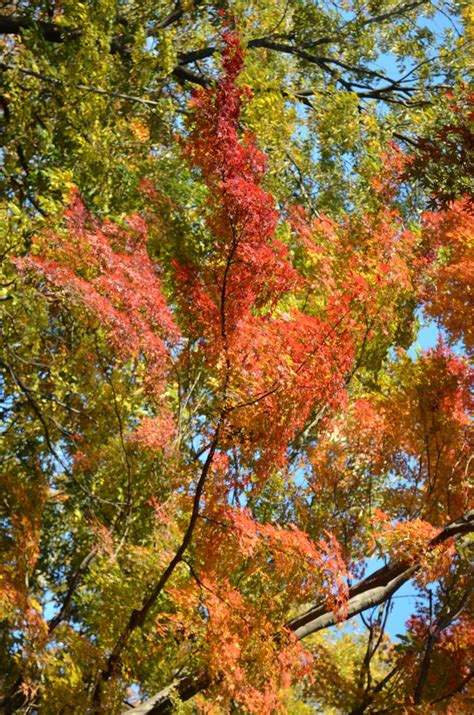 都内でも絶景！“意外と知らない”東京の紅葉スポット25選【2024】 トラベルjp 旅行ガイド