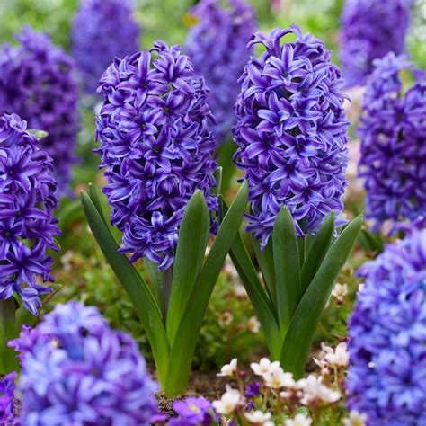 hyacinth flower bulbs for sale 12