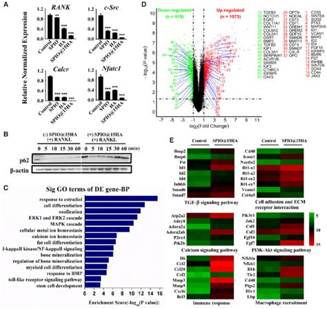 Signaling Pathways Related To Osteoclastogenesis And Osteogenesis Were