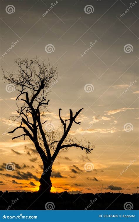 Arbre Mort De Silhouette Image Stock Image Du Automne