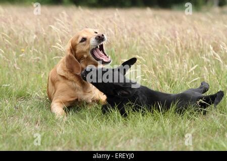 Angry golden retriever puppy Stock Photo - Alamy