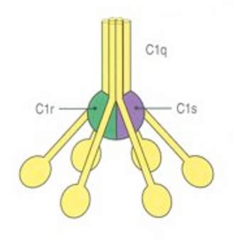 Chapter 13 Effector Mechanisms Of Humoral Immunity Flashcards Quizlet