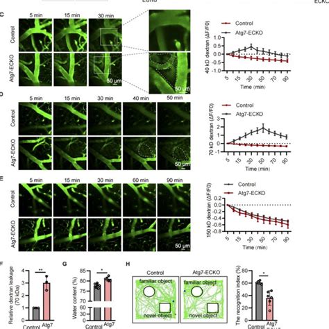 Endothelial Deletion Of Atg Causes Bbb Leakage In Mice A The Brain