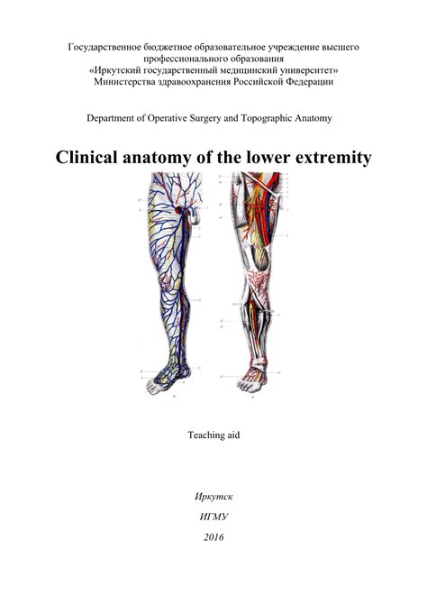 Clinical Anatomy Of The Lower Extremity Docslib