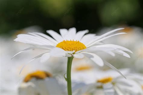 Blomster Macro Fotografi Hvite Hvite Blomster Photo Background And