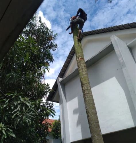 Jasa Tebang Pohon Murah Jakarta Tukang Tebang Pohon Panggilan Jakarta