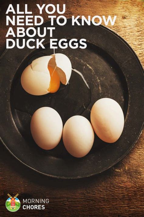 All About Duck Eggs — Nutrition Benefits And Comparison