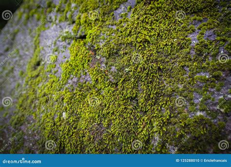 Moss Growing On Rock Stock Photo Image Of Grey Wallpapers