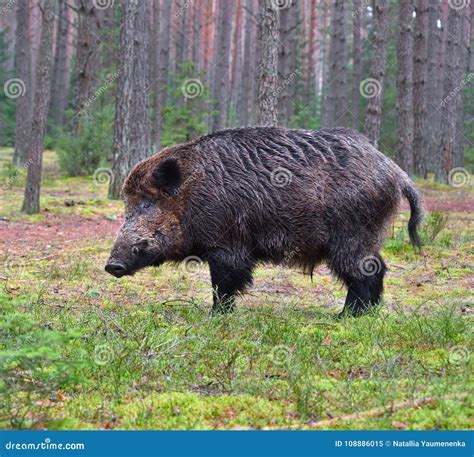 Big wild boar stock image. Image of nature, boar, green - 108886015