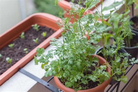 Best Cilantro Companion Plants For Balcony Gardens Balcony Boss