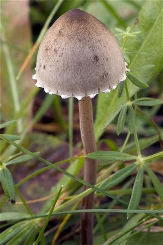 Petticoat Mottlegill Panaeolus Papilionaceus