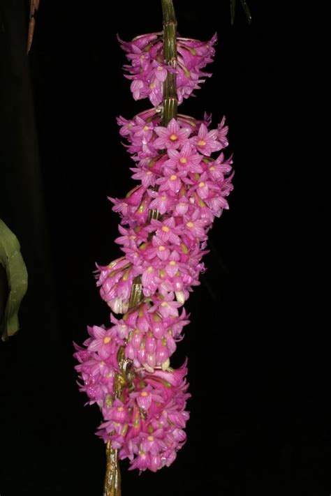 HOA PHONG LAN VIỆT VIETNAM ORCHIRDS List of Dendrobium species Hoa lan