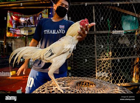 Bangkok Thailand 16th Mar 2022 A Close Up View Of A Thai Rooster