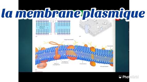 Cours De La Biologie Cellulaire S La Membrane Plasmique