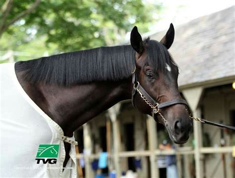 Cozmic One Zenyatta Horse Thoroughbred Racehorse Thoroughbred Horse