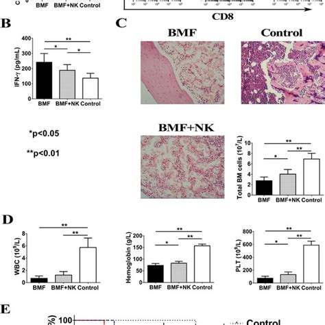 Nk Cells Suppress Cd8 T Cell Immunity In Bone Marrow Failure Bmf