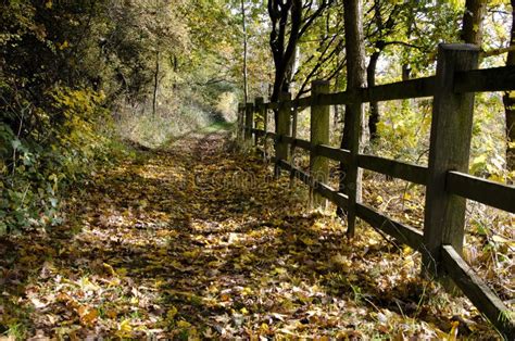 Woodland Walk Stock Image Image Of Woodland Trail Shrubs 61823875