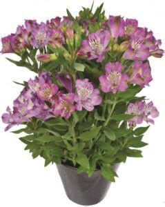 Alstroemeria Inca Battle Jelimex