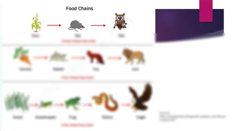 SOLUTION: Food chain in ecosystem - Studypool